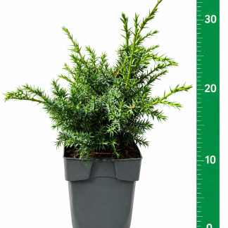 Juniperus chin. 'Blue Alps' C1