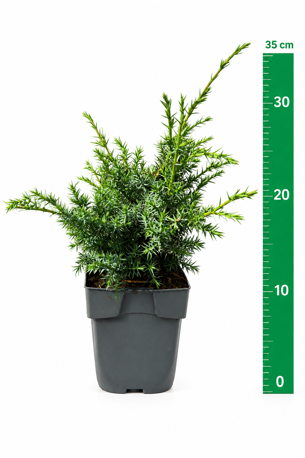 Juniperus chin. 'Blue Alps' C1