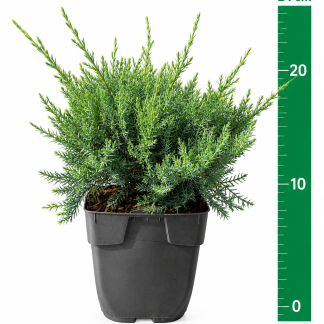 Juniperus Pf. 'Pfitz Glauca' C1