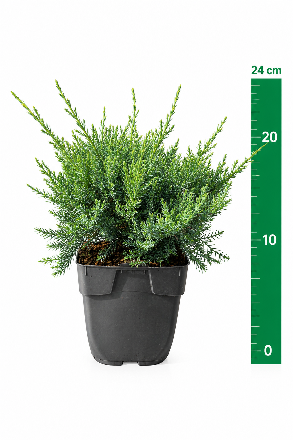Juniperus Pf. 'Pfitz Glauca' C1