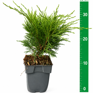 Juniperus sabina C1
