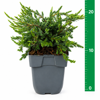 Juniperus com. 'Repanda' C1