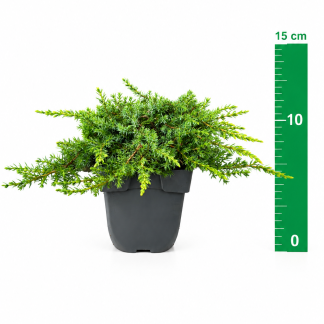 Juniperus com. 'Green Carpet' C1