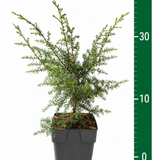 Juniperus com. 'Suecica' C1