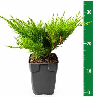 Juniperus hor. 'Andorra Compacta' C1