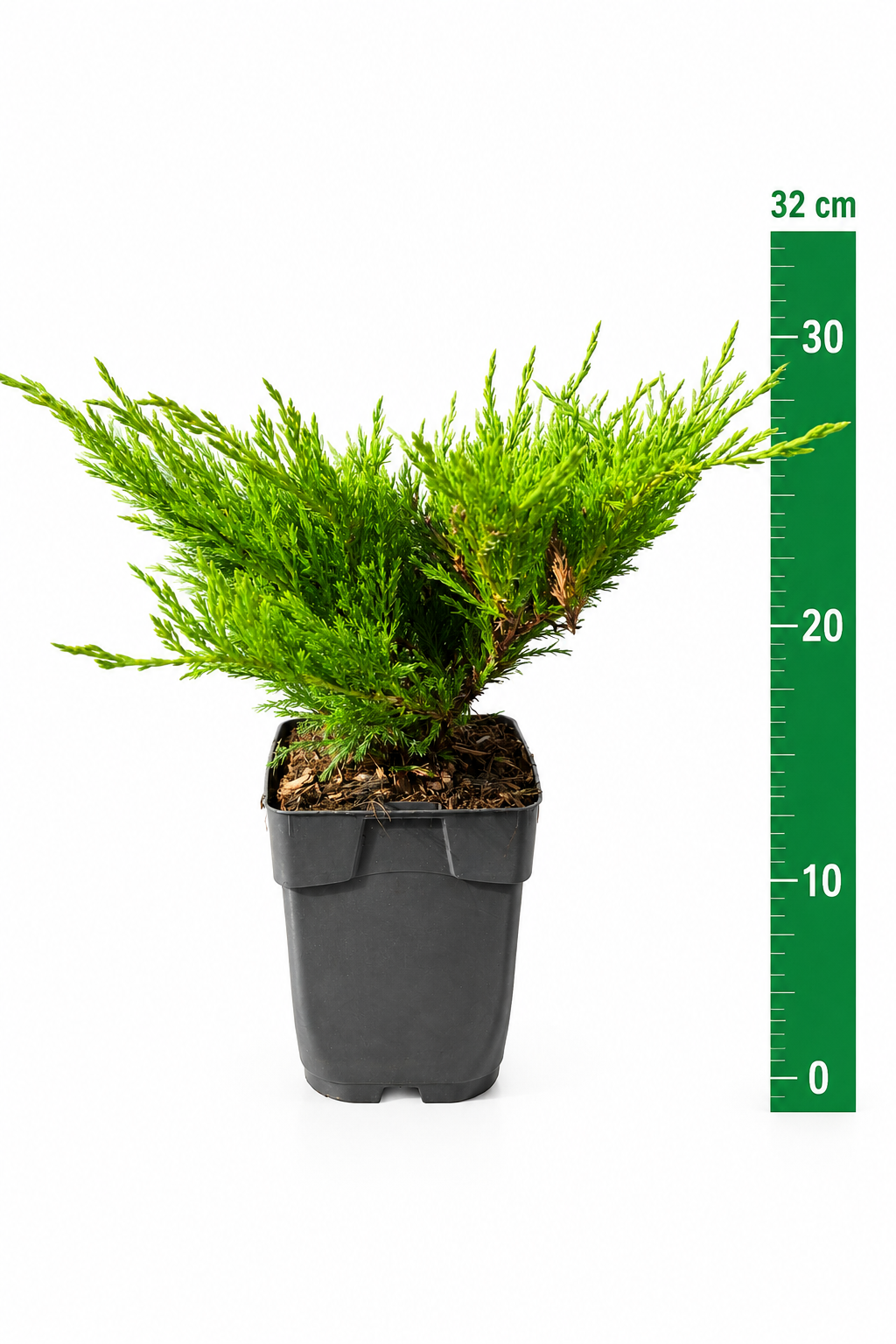 Juniperus hor. 'Andorra Compacta' C1