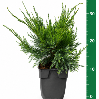 Juniperus pf. 'Mint Julep' C1