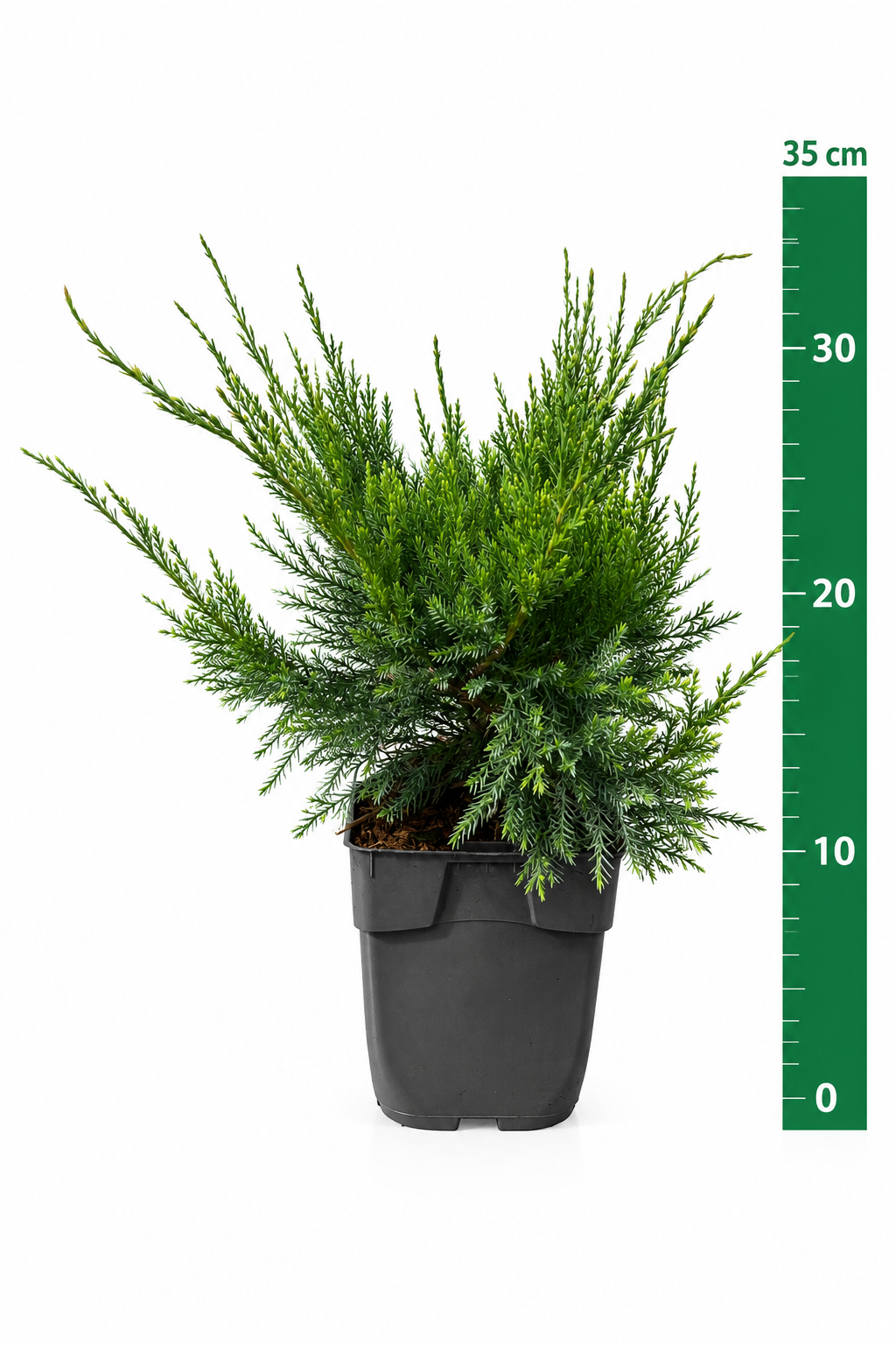 Juniperus pf. 'Mint Julep' C1