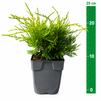 Juniperus pf. 'Old Gold' C1