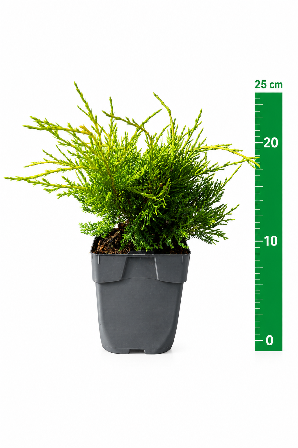 Juniperus pf. 'Old Gold' C1