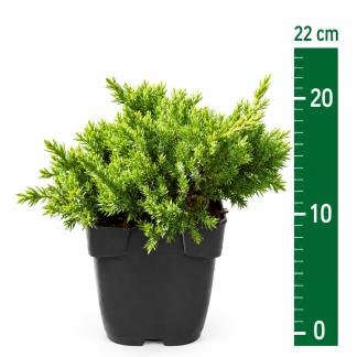 Juniperus proc 'Nana' C1
