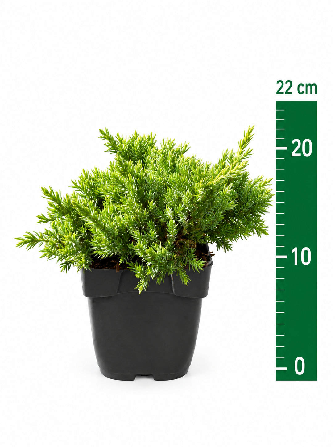 Juniperus proc 'Nana' C1