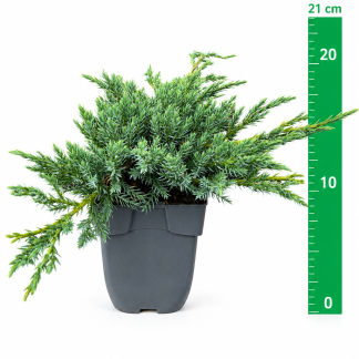 Juniperus sq. 'Blue Carpet' C1