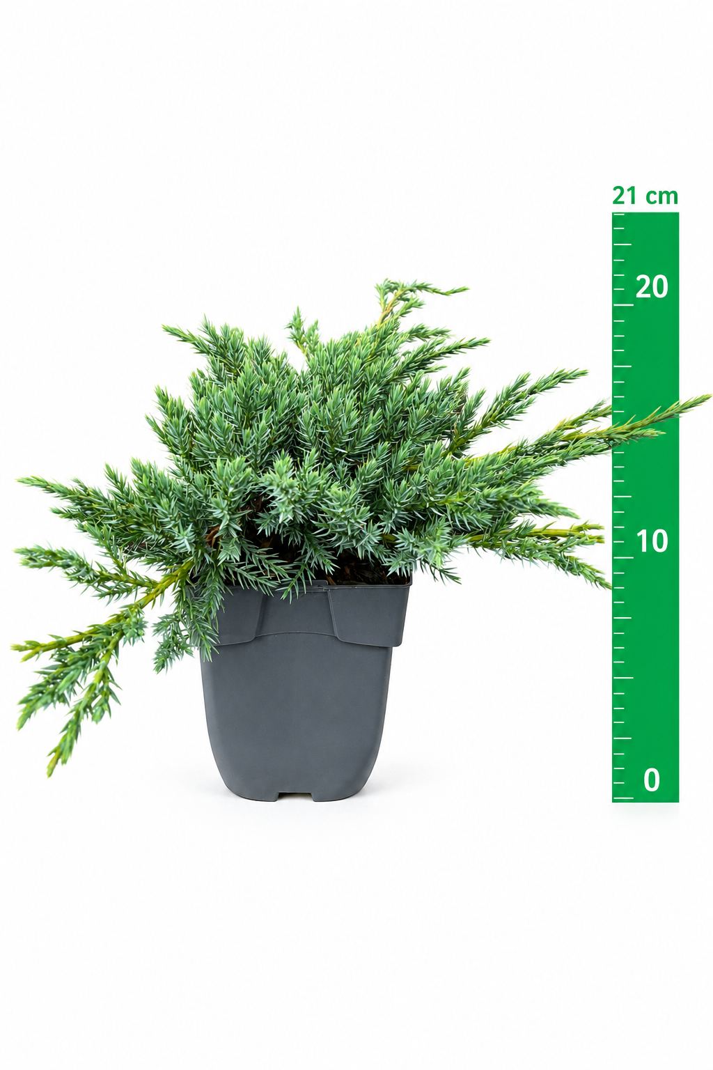 Juniperus sq. 'Blue Carpet' C1