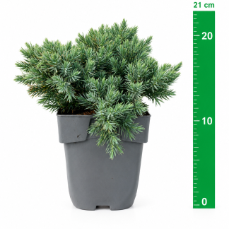Juniperus sq. 'Blue Star' C1