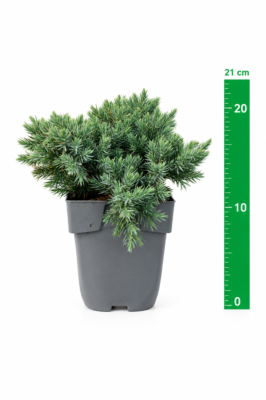 Juniperus sq. 'Blue Star' C1