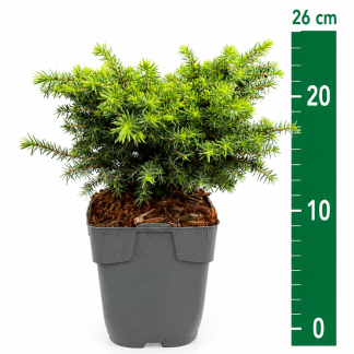 Picea abies 'Little Gem' C1