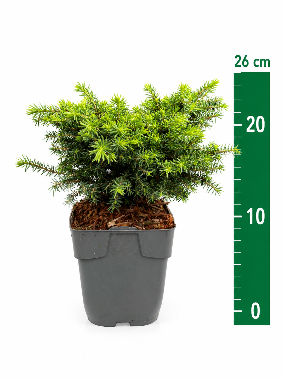 Picea abies 'Little Gem' C1