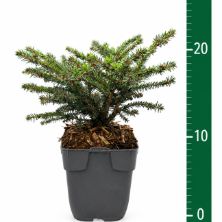 Picea abies 'Nidiformis' C1