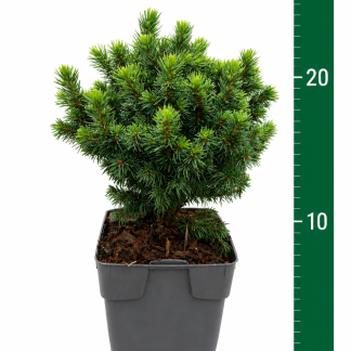 Picea glauca 'Alberta Globe' C1