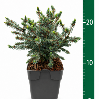 Picea glauca 'Echiniformis' C1