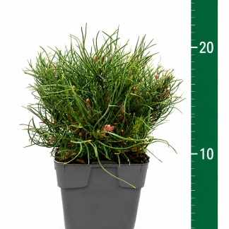 Pinus mugo mughus C1